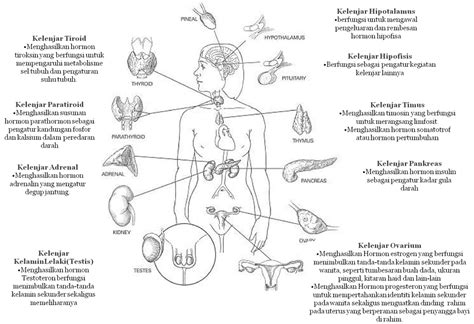 7 Jenis Hormon Di Tubuh Manusia Dan Fungsinya Hello Sehat Riset