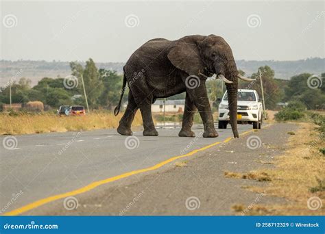 Elephant Crossing The Road Editorial Stock Image Image Of Wild