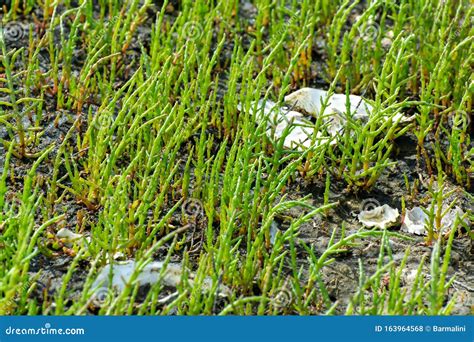 Salicornia Edible Plants Grow in Salt Marshes, Beaches, and Mangroves, Calles Also Glasswort ...