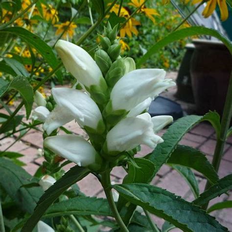 Turtlehead Seeds (Chelone glabra) for Baltimore Checkerspots