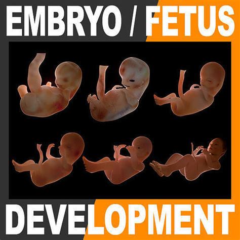 Human Fetus Development Stages