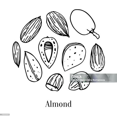 Set Of Different Almonds Hand Drawn Outline Vector Sketch Illustration