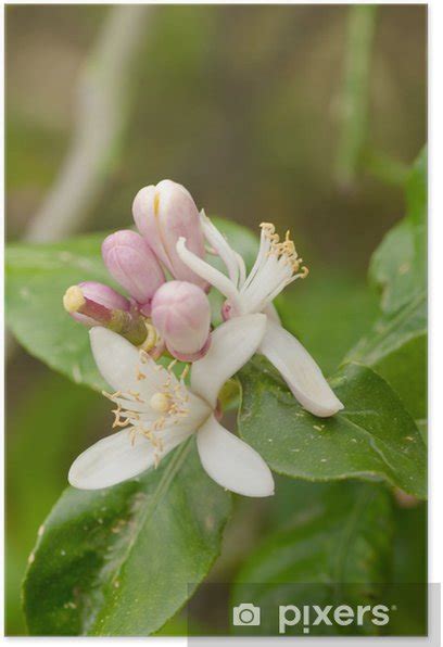 Póster Flor del árbol de limón - PIXERS.ES