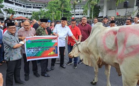 Koran Manado Ekor Sapi Kurban Diserahkan Gubernur Olly Semoga