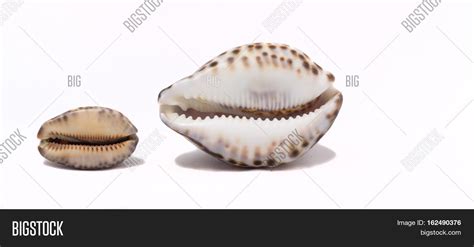 Seashells Isolated On Image And Photo Free Trial Bigstock