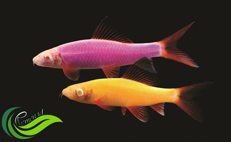 Glofish Ikan Hias Cantik Yang Menyala Dalam Kegelapan Media Hobi Dan