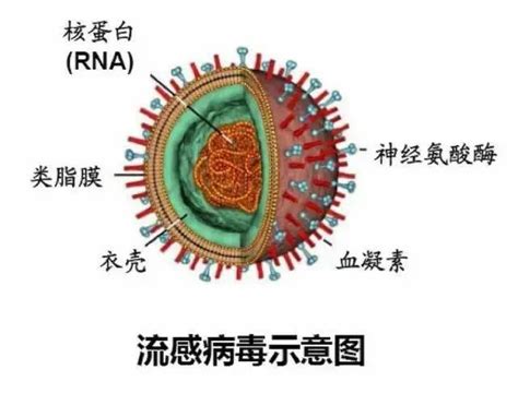 让新冠失色，这些rna病毒都是狠角色，有些与人相伴上千年！腾讯新闻