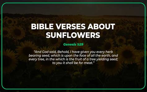 Top 30 Bible Verses About Sunflowers Scripture Savvy