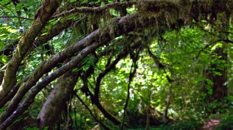 Moss 4k Wallpaper Flower Background Images Desktop Background Images
