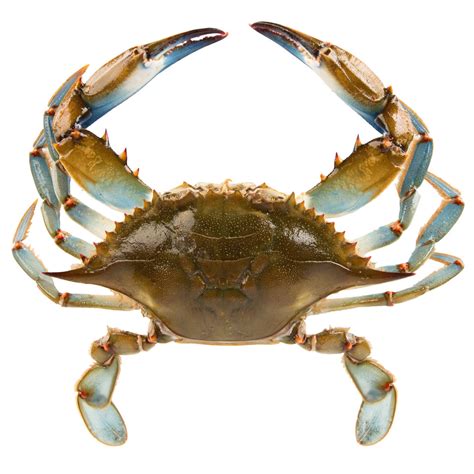 Linton S 5 1 4 Live Medium Maryland Blue Crabs 84 Case