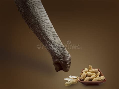 Elephant Search The Peanuts Stock Photo Image Of Trunk Background