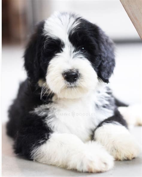 Sheepadoodles Sheepadoodle Puppy Sheepadoodle Baby Dogs