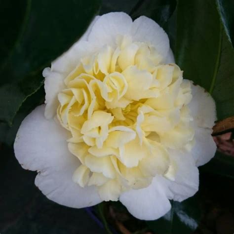 Camellia X Williamsii Jurys Yellow Camellia Jurys Yellow