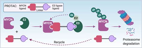 Frontiers Targeting Mycn In Pediatric And Adult Cancers