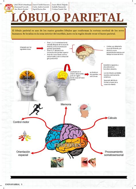 Infografia del Lóbulo Parietal y Alteraciones LÓBULO PARIETAL El