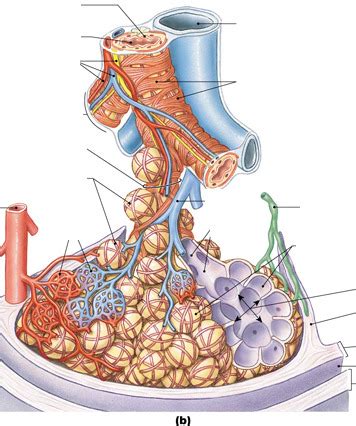 Structure Of Pulmonary Lobule Diagram Quizlet