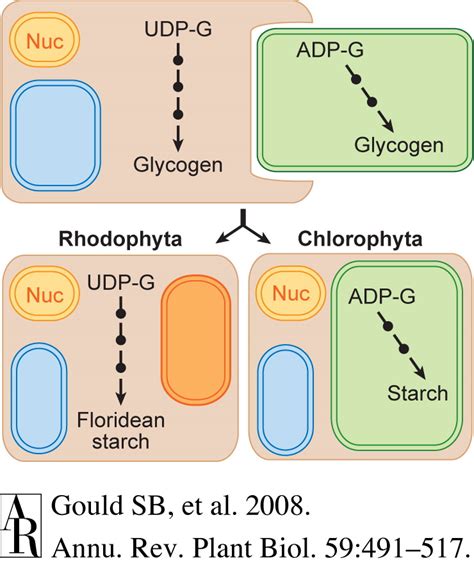 Schematic Representation Of Starch Synthesis Before And After Primary