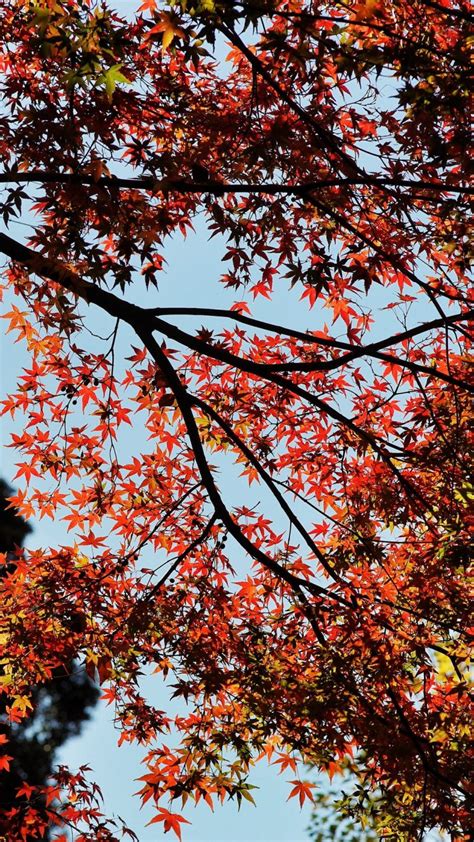 Maple Autumn Trees Wallpaper - [1080x1920]