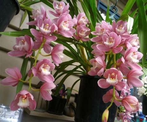 Dividing And Repotting Cymbidium Orchid Orchid Plant Care Jade Plant Bonsai Cymbidium Orchids