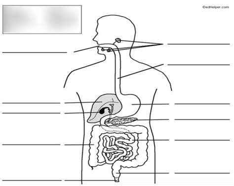 Digestion Quiz Diagram Quizlet