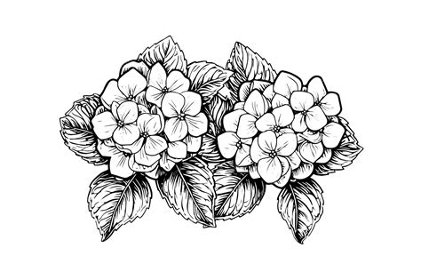 Premium Vector Hand Drawn Ink Sketch Hydrangea Flowers Vector