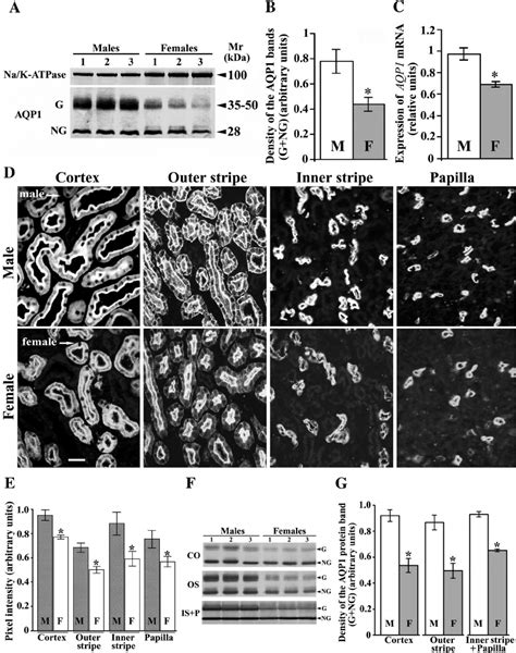 Sex Differences In The Expression Of Renal Aquaporin Aqp Protein