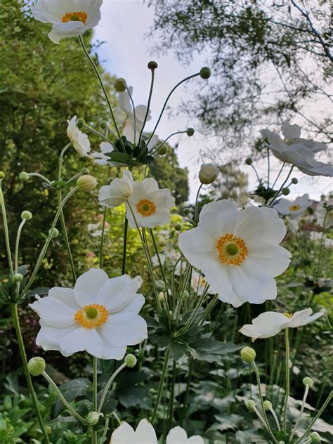 Anemone Hybrid Honorine Jobert The Beth Chatto Gardens