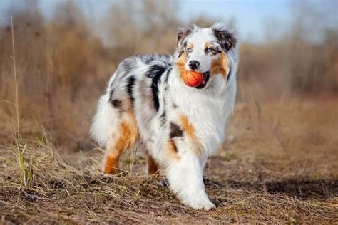 Australian Shepherd Names 605 Amazing Ideas My Dogs Name