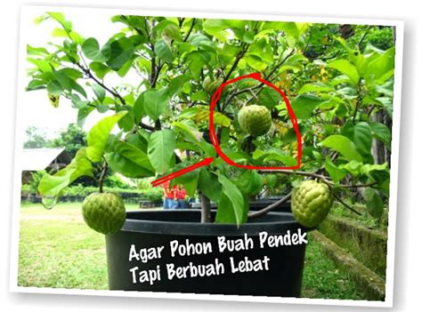 Ini Dia Tips Sederhana Agar Pohon Buah Pendek Lebat Buahnya Perlu Tau