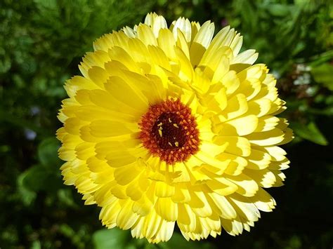 Insektensaatgut De Ringelblume Greeheart Orange Calendula Officinalis