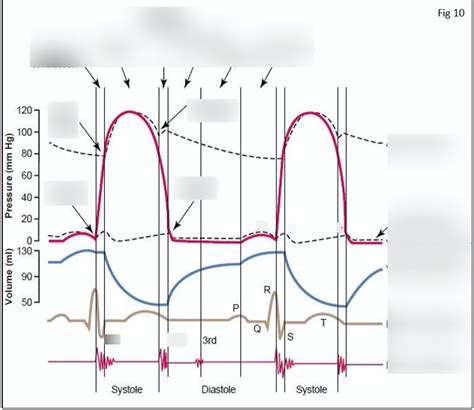 Cardiac Cycle Diagram Quizlet