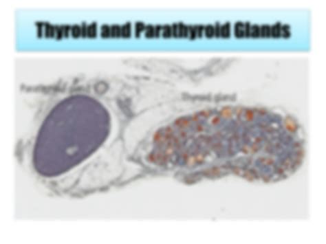 Solution Thyroid Hormone Synthesis And Secretion Studypool