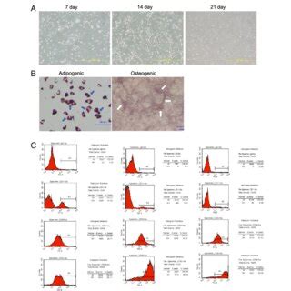 Morphological Immunophenotypic And Differentiation Analysis Of