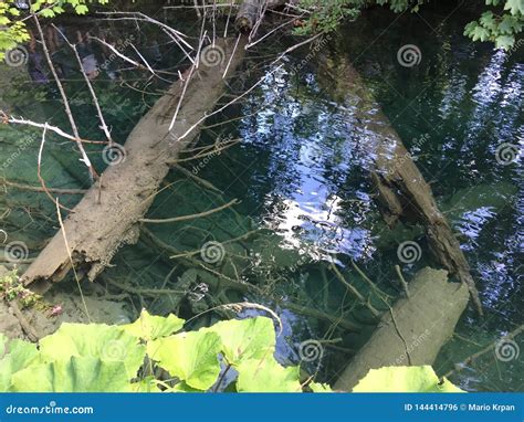 Flora I Fauny Plitvice Jezior Park Narodowy Lub Nacionalni Plitvicka