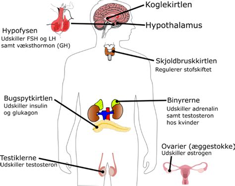 Kroppens Hormoner Biologividen