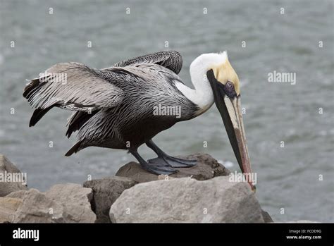 Texas Gulf Coast Birds High Resolution Stock Photography And Images Alamy
