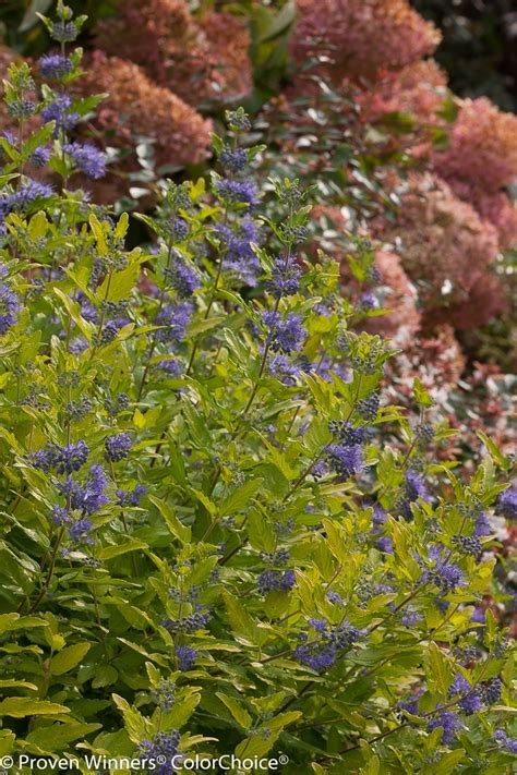 Caryopteris X Clandonensis Lil Miss Sunshine Janice Bluebeard