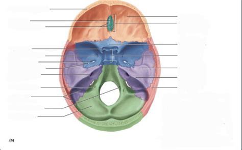 Inside Skull Diagram Quizlet