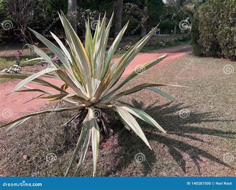 Agave Tequila Tree in a Garden. Stock Photo - Image of agave, green ...