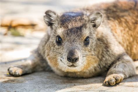 Rock Hyrax Facts | CRITTERFACTS