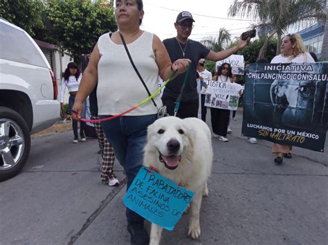 Denuncian Casos De Envenenamiento A Perros En La Facultad De Ciencias