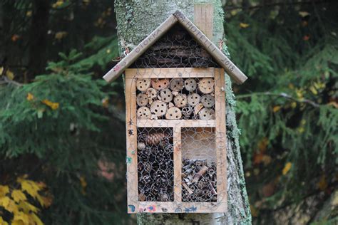 Lekker Knutselen Zelf Een Insectenhotel Maken