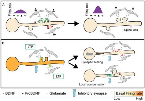 Frontiers Heterosynaptic Plasticity And The Experience Dependent Refinement Of Developing