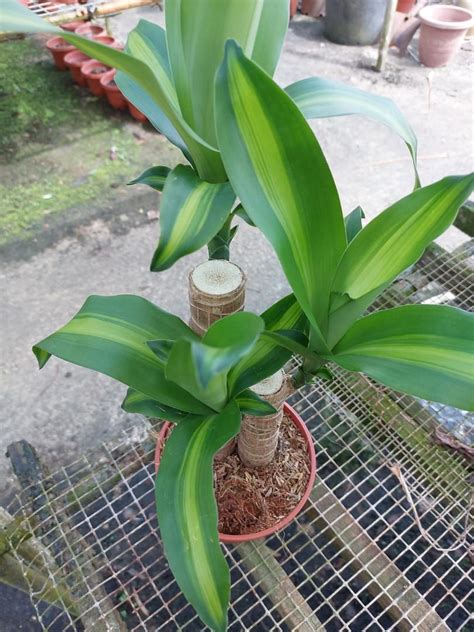 Variegated Dracaena Fragrans Furniture Home Living Gardening