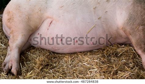 607 Pig Pregnant Images, Stock Photos & Vectors | Shutterstock