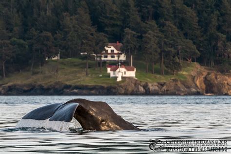 Marine Mammals From Distant Places Visit Puget Sound Encyclopedia Of Puget Sound