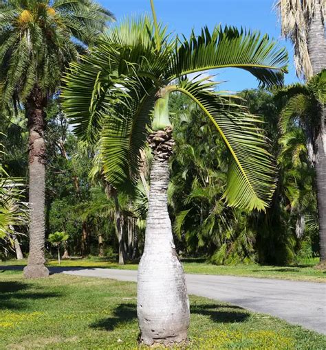 How To Grow The Bottle Palm Tree Hyophorbe Lagenicaulis