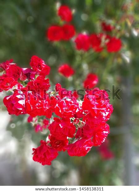 Red Roses Symbol Love Stock Photo 1458138311 Shutterstock