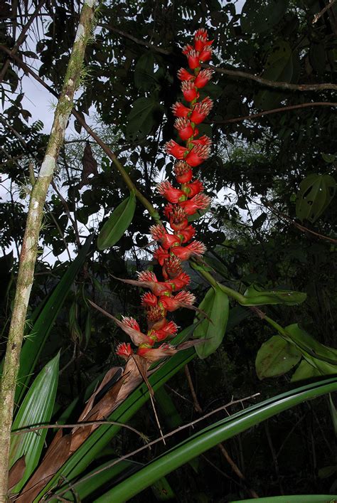 Mezobromelia DSD_0187 | El Chical, Carchi/NW Ecuador | Flickr