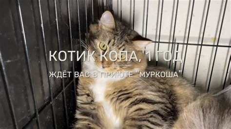 КОПА - YouTube